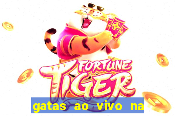 gatas ao vivo na web cam